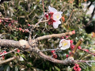 梅の木 Amazon｜105CM/3.4フィートの人工梅の木、96の花とリアルな幹